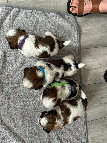 $300 : Shih Tzu for sale image 1