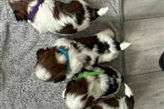 Shih Tzu for sale