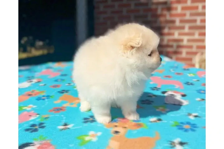 $400 : Pomerania taza de té disponibl image 3
