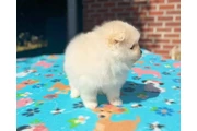 $400 : Pomerania taza de té disponibl thumbnail