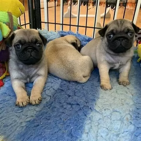 $500 : Preciosos cachorros de pug image 2