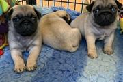 $500 : Preciosos cachorros de pug thumbnail
