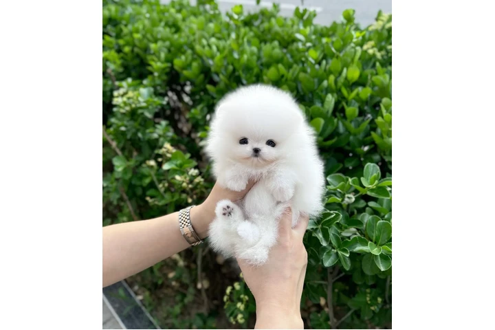 $250 : Pomeranian puppies mini image 4