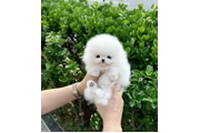 $250 : Pomeranian puppies mini thumbnail