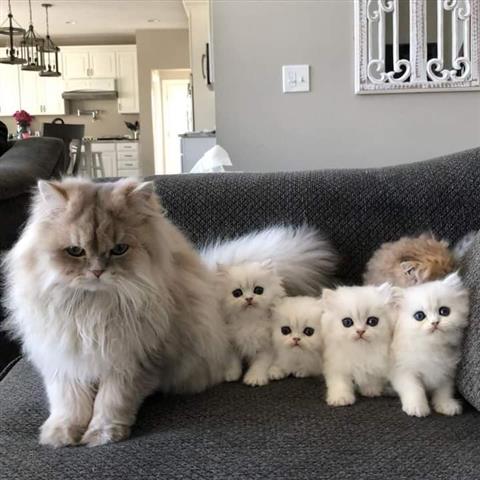 $400 : Persian kittens image 1
