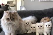 Persian kittens en Orlando
