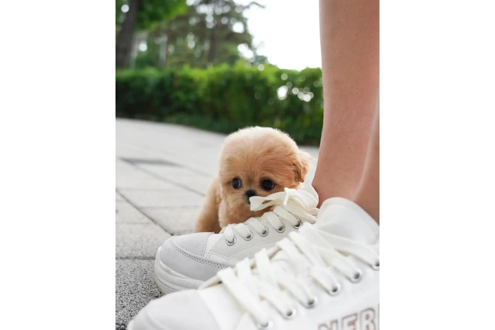 $350 : maltipoo image 2