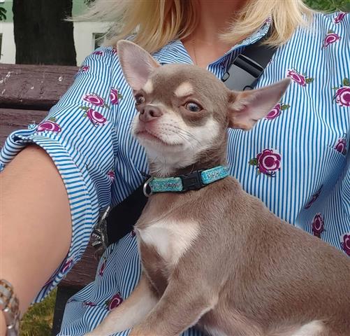 $310 : Chihuahua Puppies image 1