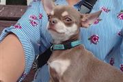 $310 : Chihuahua Puppies thumbnail