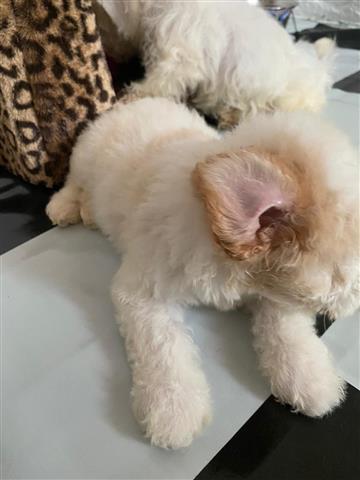 $550 : maltese puppies for rehoming image 3