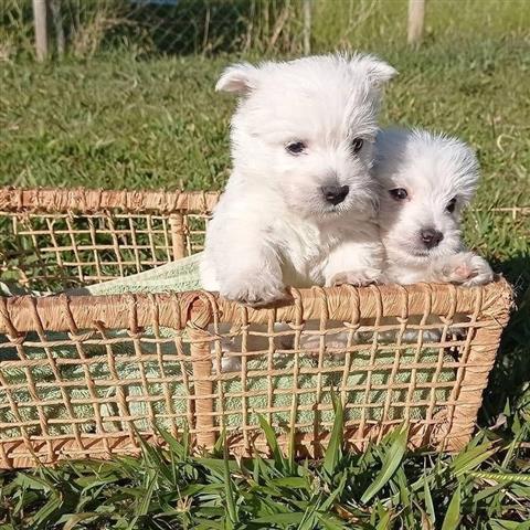 $400 : West Highland White Terrier image 1