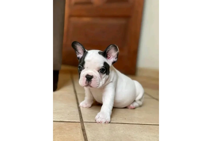 $250 : Adopción de cachorros de bulld image 5