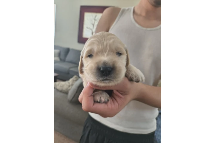 $1200 : Golden retriever image 4