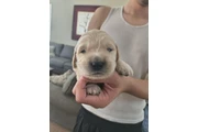 $1200 : Golden retriever thumbnail