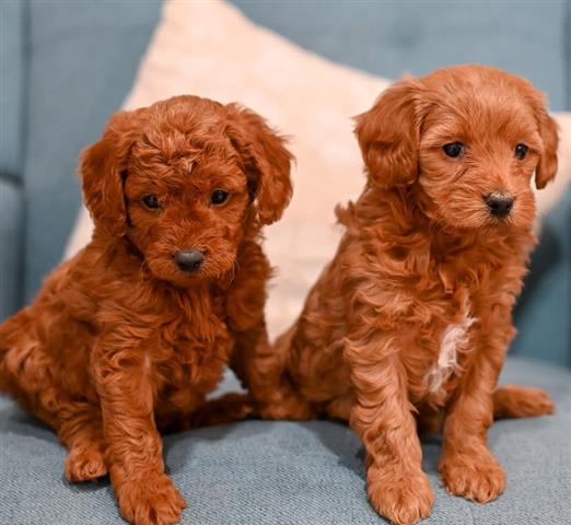 $500 : READY NOW GOLDEN DOODLE PUPS image 1