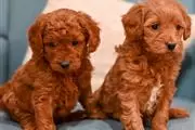 READY NOW GOLDEN DOODLE PUPS en Merced