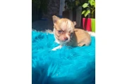 $350 : Chihuahua macho y hembra thumbnail