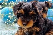 $390 : Cachorros Yorkies Cariñosos thumbnail