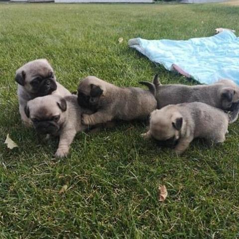 $350 : Se venden cachorros pug image 2