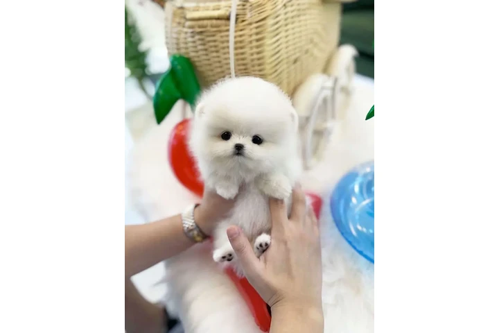 $350 : cachorros de Pomerania 🐶 image 3