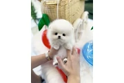 $350 : cachorros de Pomerania 🐶 thumbnail