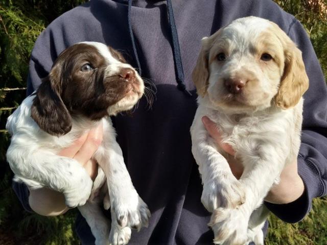 $600 : Kc working cocker spaniels image 1