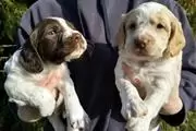 Kc working cocker spaniels en Lexington