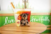 $500 : mixed breed yorkie puppy thumbnail