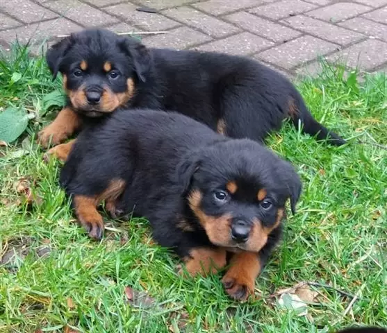 $500 : Rottweilers negros y marrones image 2