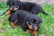 $500 : Rottweilers negros y marrones thumbnail