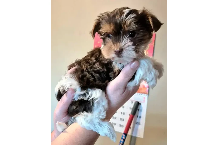 $1200 : Female chocolate biewer Yorkie image 2