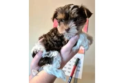 $1200 : Female chocolate biewer Yorkie thumbnail
