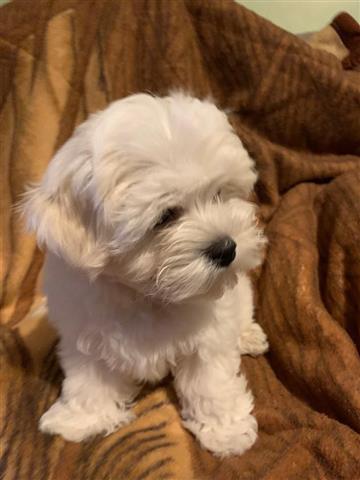 SPARKY BRAND NEW MALTESE PUPS image 3