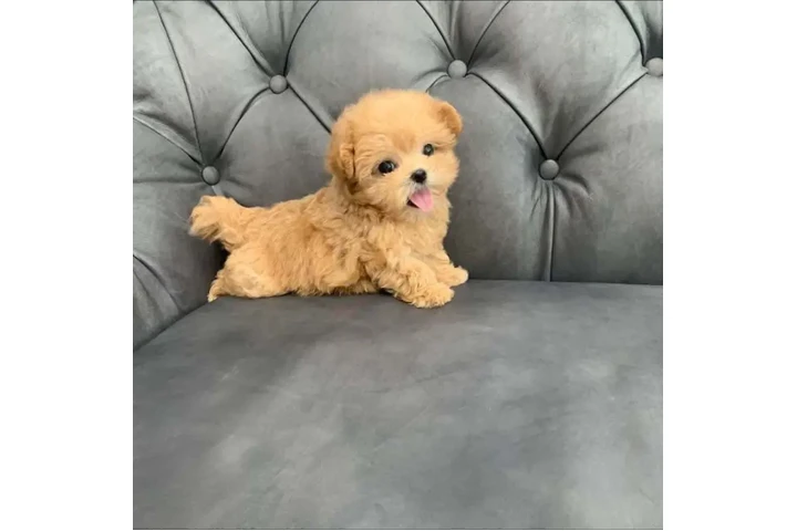 $350 : Maltipoo image 1