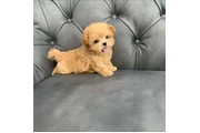 $350 : Maltipoo thumbnail