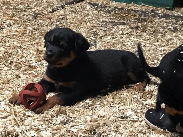 $300 : Preciosos cachorros rottweille image 1