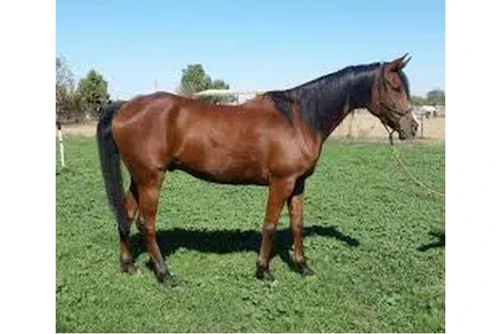 $2875 : "Mario" Gelding Arabian image 5