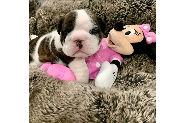 $350 : Bulldog inglés image 5