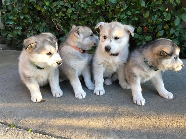 Cachorros siberianos husky image 1