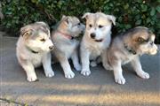 Cachorros siberianos husky en Jersey City