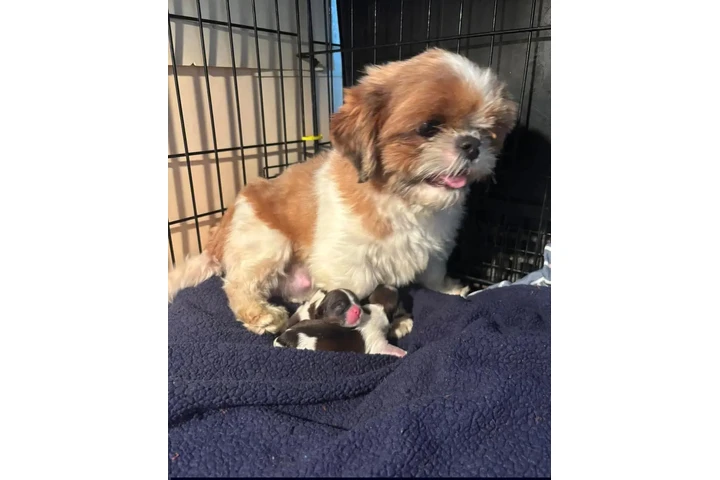 $350 : Cachorros de Shihzu image 2