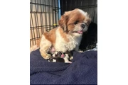 $350 : Cachorros de Shihzu thumbnail