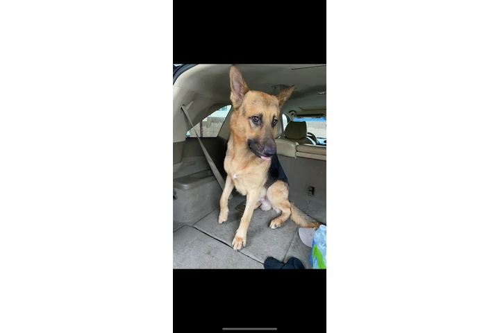 $300 : Pastor Alemán image 1