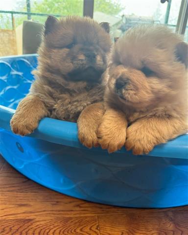 $600 : hermosos cachorros chow chow image 2