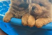 $600 : hermosos cachorros chow chow thumbnail