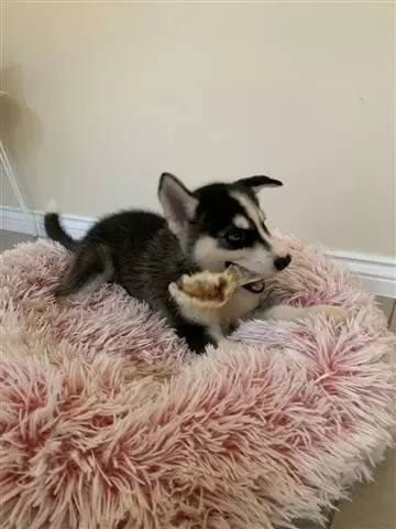 $400 : Siberian husky puppies. image 1