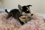 Siberian husky puppies. en Fort Worth
