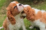 Cachorros Cavalier King Charle en Boise