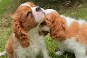 Cachorros Cavalier King Charle en Boise