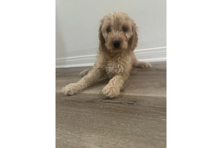 $1000 : Mini golden doodle image 2